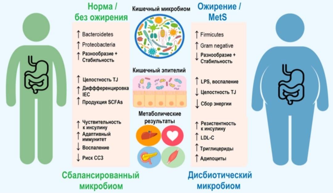 ожирение и дисбиоз